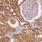 Sedoheptulokinase antibody, NBP2-49429, Novus Biologicals, Immunohistochemistry frozen image 