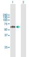 Transcobalamin 1 antibody, H00006947-B01P, Novus Biologicals, Western Blot image 