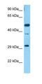 Scratch Family Transcriptional Repressor 2 antibody, orb325597, Biorbyt, Western Blot image 