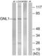 G Protein Nucleolar 1 (Putative) antibody, abx014522, Abbexa, Western Blot image 