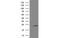 NADH:Ubiquinone Oxidoreductase Subunit B9 antibody, MBS834834, MyBioSource, Western Blot image 