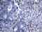 Macrophage Scavenger Receptor 1 antibody, UM870138, Origene, Immunohistochemistry frozen image 