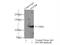 DGCR8 Microprocessor Complex Subunit antibody, 60084-1-Ig, Proteintech Group, Immunoprecipitation image 