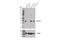 Potassium Channel Tetramerization Domain Containing 12 antibody, 81935S, Cell Signaling Technology, Western Blot image 