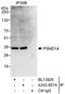 Pad1 antibody, A303-857A, Bethyl Labs, Immunoprecipitation image 