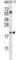 PYD And CARD Domain Containing antibody, abx027650, Abbexa, Western Blot image 