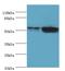 Keratin 8 antibody, MBS7001657, MyBioSource, Western Blot image 