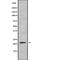 DIRAS Family GTPase 2 antibody, PA5-68200, Invitrogen Antibodies, Western Blot image 