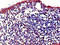 IL-23 receptor antibody, orb47095, Biorbyt, Immunohistochemistry paraffin image 