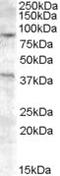 Exonuclease 1 antibody, MBS421236, MyBioSource, Western Blot image 