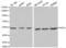 PRKCA-binding protein antibody, abx001280, Abbexa, Western Blot image 