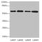 Thioredoxin Reductase 1 antibody, CSB-PA613705LA01HU, Cusabio, Western Blot image 