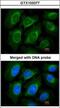 Cellular Communication Network Factor 3 antibody, GTX103377, GeneTex, Immunofluorescence image 