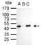 POU Class 5 Homeobox 1 antibody, GTX627423, GeneTex, Immunoprecipitation image 