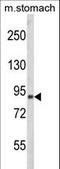 Par-3 Family Cell Polarity Regulator antibody, LS-C163365, Lifespan Biosciences, Western Blot image 