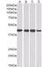 Ribonucleic Acid Export 1 antibody, orb19060, Biorbyt, Western Blot image 