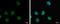 Interleukin 1 Receptor Associated Kinase 3 antibody, GTX111573, GeneTex, Immunocytochemistry image 