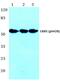 Serine/Threonine Kinase 11 antibody, PA5-36858, Invitrogen Antibodies, Western Blot image 