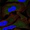 Mov10 RISC Complex RNA Helicase antibody, HPA031627, Atlas Antibodies, Immunofluorescence image 