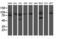 Homeobox C11 antibody, LS-C785772, Lifespan Biosciences, Western Blot image 