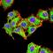 RAB6B, Member RAS Oncogene Family antibody, NBP2-61825, Novus Biologicals, Immunofluorescence image 