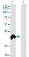 Regucalcin antibody, MA5-24432, Invitrogen Antibodies, Western Blot image 