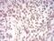 Lamin B2 antibody, NBP2-61818, Novus Biologicals, Immunohistochemistry frozen image 