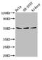 Retinoic acid receptor gamma antibody, CSB-PA019340LA01HU, Cusabio, Western Blot image 