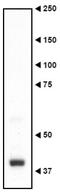 Necdin, MAGE Family Member antibody, GTX00751, GeneTex, Western Blot image 