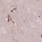 Potassium Voltage-Gated Channel Modifier Subfamily G Member 2 antibody, NBP2-14141, Novus Biologicals, Immunohistochemistry frozen image 