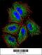 Protocadherin Alpha Subfamily C, 2 antibody, 56-249, ProSci, Immunofluorescence image 