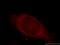 C2 Calcium Dependent Domain Containing 5 antibody, 21138-1-AP, Proteintech Group, Immunofluorescence image 