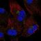 Transmembrane Protein 165 antibody, NBP2-68788, Novus Biologicals, Immunofluorescence image 