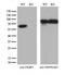 FKBP Prolyl Isomerase 5 antibody, M04182-2, Boster Biological Technology, Western Blot image 