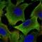Aldehyde Dehydrogenase 1 Family Member A1 antibody, NBP1-89152, Novus Biologicals, Immunofluorescence image 