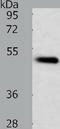 TNF Receptor Associated Factor 1 antibody, TA324109, Origene, Western Blot image 