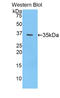 Chondroitin Sulfate Proteoglycan 4 antibody, LS-C295338, Lifespan Biosciences, Western Blot image 