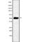 Transducin beta-like protein 2 antibody, abx218905, Abbexa, Western Blot image 