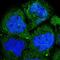 Protein Kinase C Delta antibody, HPA001863, Atlas Antibodies, Immunofluorescence image 