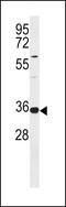 TRNA Selenocysteine 1 Associated Protein 1 antibody, LS-C157283, Lifespan Biosciences, Western Blot image 