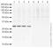 Suppressor Of Cytokine Signaling 3 antibody, ab16030, Abcam, Western Blot image 