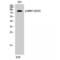 Ribosomal Protein S6 Kinase A5 antibody, LS-C381385, Lifespan Biosciences, Western Blot image 