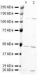 Actin Like 6A antibody, PA5-19421, Invitrogen Antibodies, Western Blot image 