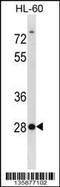 Syndecan Binding Protein 2 antibody, 58-594, ProSci, Western Blot image 