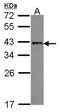 Transformer 2 Beta Homolog antibody, NBP2-15143, Novus Biologicals, Western Blot image 