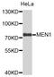 Menin 1 antibody, abx126148, Abbexa, Western Blot image 