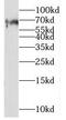 Nectin Cell Adhesion Molecule 3 antibody, FNab06961, FineTest, Western Blot image 