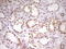 High Mobility Group 20A antibody, LS-C340157, Lifespan Biosciences, Immunohistochemistry paraffin image 