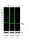 Rabbit IgG antibody, SA5-10036, Invitrogen Antibodies, Western Blot image 