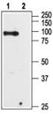 Transient Receptor Potential Cation Channel Subfamily V Member 6 antibody, PA5-77321, Invitrogen Antibodies, Western Blot image 